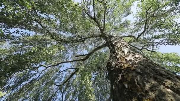 Blick Von Unten Auf Grüne Äste Park Bei Tag — Stockvideo