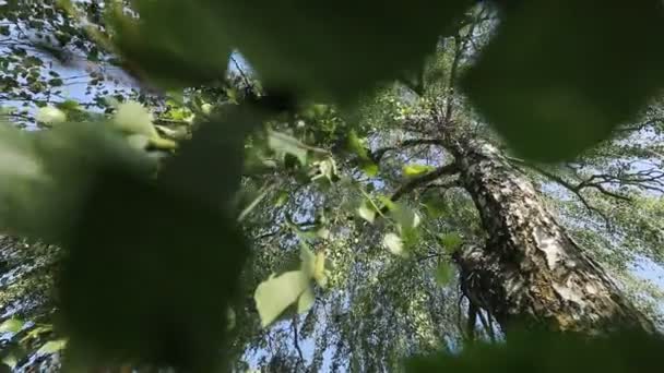 Bottom View Green Tree Branches Park Daytime — Stock Video