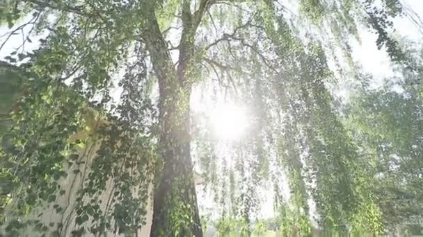 Dolní Pohled Zelené Větve Stromů Parku Dne — Stock video