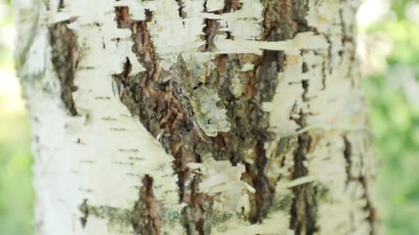 Closeup Tree Trunk Daytime Natural Background — Stok video