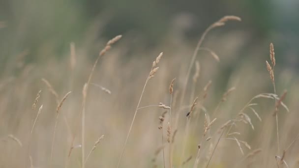 Campo di erba sul vento — Video Stock