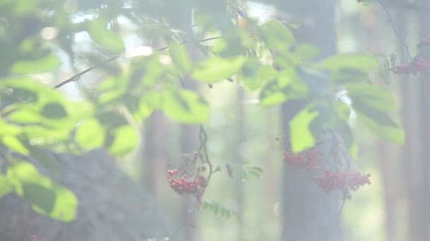 Red rowan berries — Stock Video