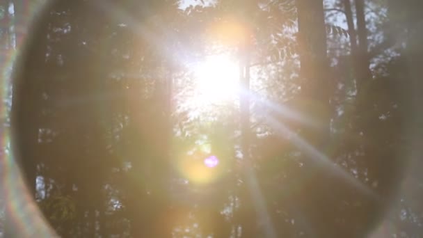 Ήλιου, μέσα από τα δέντρα στο δάσος — Αρχείο Βίντεο