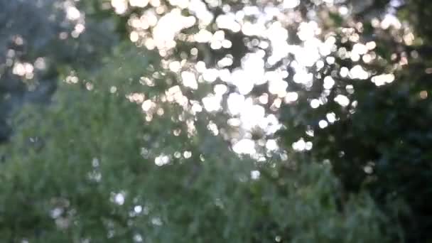 Солнце светит сквозь деревья — стоковое видео