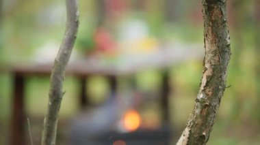 Yaz ormandaki şenlik ateşi