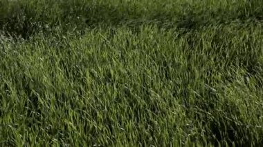 rüzgarda sallayarak sazlık