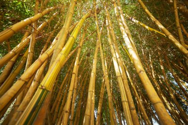 Bambu çalılıkları Vietnam