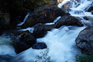 Vietnam orman şelale