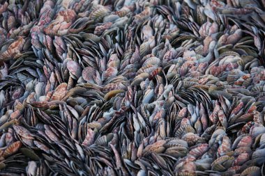 doku yumuşakça kabuğu ayarla