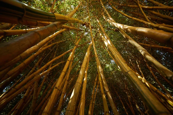 Bambusdickicht in Vietnam — Stockfoto