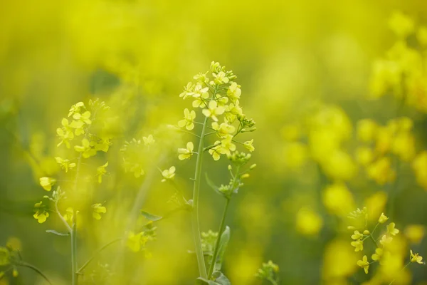 Rapsfält med gula blommor — Stockfoto