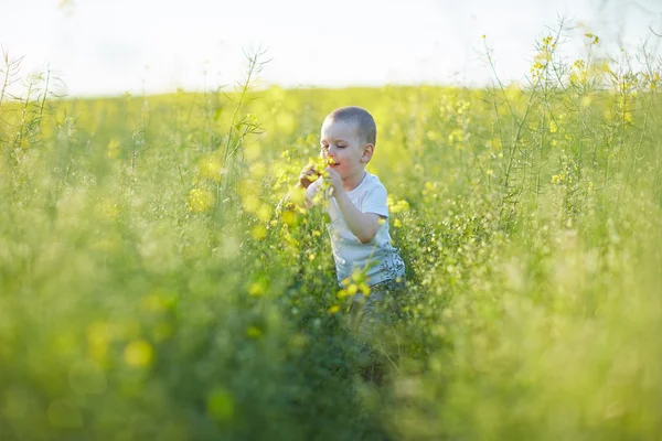 Garçon en fleur prairie d'été — Photo