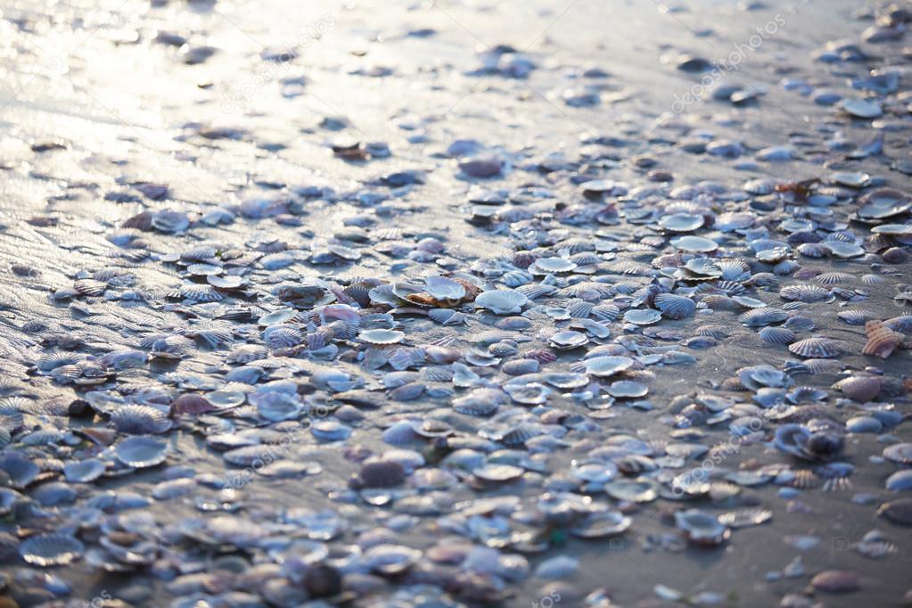 mollusk shells, mussels on shore