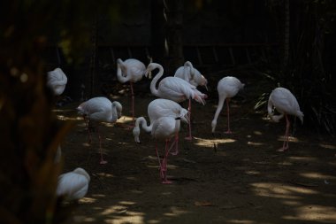 flamingolar Güney Afrika'nın Hayvanat Bahçesi