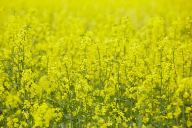 Sarı çiçekli kolza tohumu tarlası