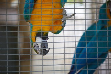 Amerika papağanı papağan kafes içinde