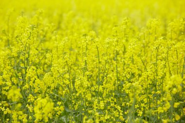Sarı çiçekli kolza tohumu tarlası