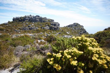 Güney Afrika'da dağ manzarası