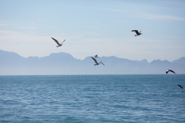 deniz manzara Güney Afrika