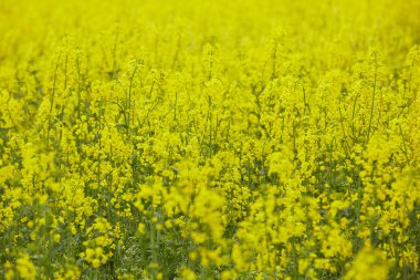 Sarı çiçekli kolza tohumu tarlası