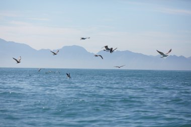 deniz manzara Güney Afrika