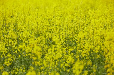 Sarı çiçekli kolza tohumu tarlası