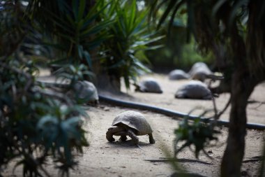 Güney Afrika'da büyük kaplumbağaları