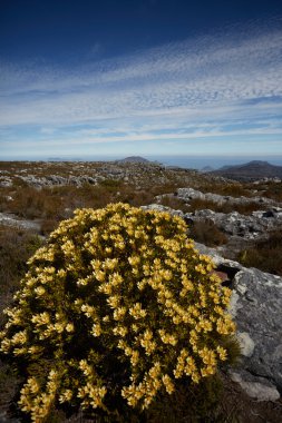 Güney Afrika'da dağ manzarası