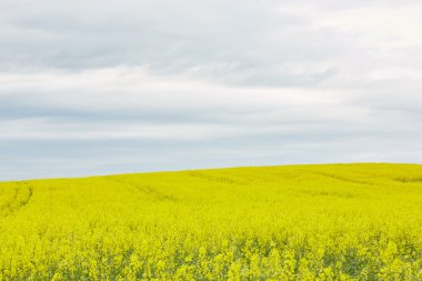 Sarı çiçekli kolza tohumu tarlası