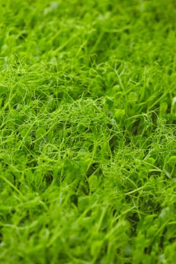 Yeşil bezelye çimlenme