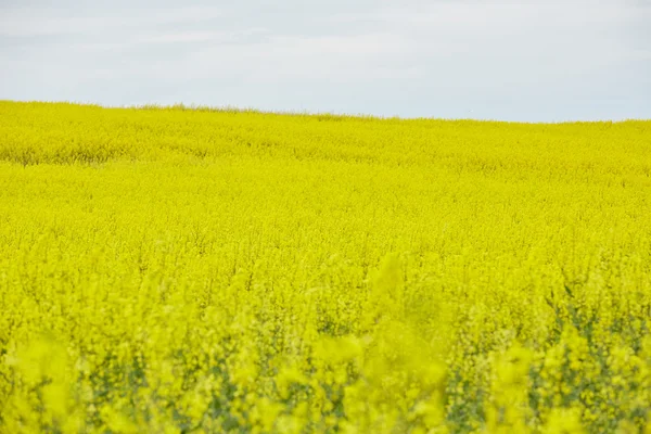 Рапсовое поле с желтыми цветами — стоковое фото