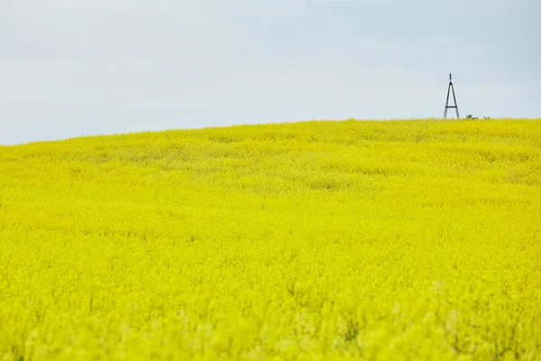 Rapsfeld mit gelben Blüten — Stockfoto