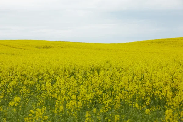 Campo de colza com flores amarelas — Fotografia de Stock