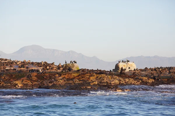 Paisaje marino en Sudáfrica — Foto de Stock