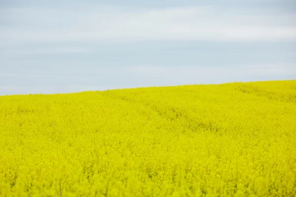 Rapsfeld mit gelben Blüten — Stockfoto