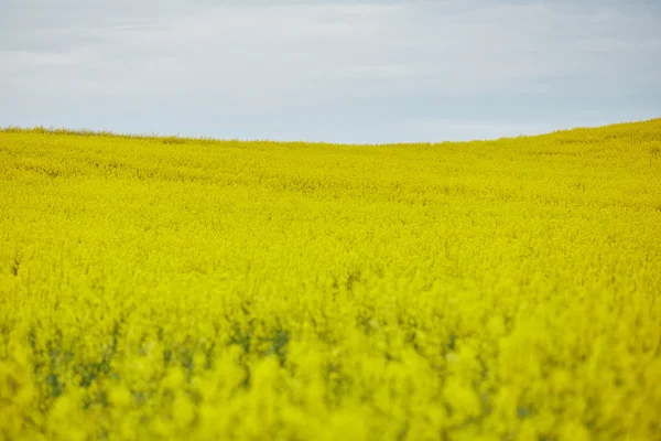 Campo di colza con fiori gialli — Foto Stock