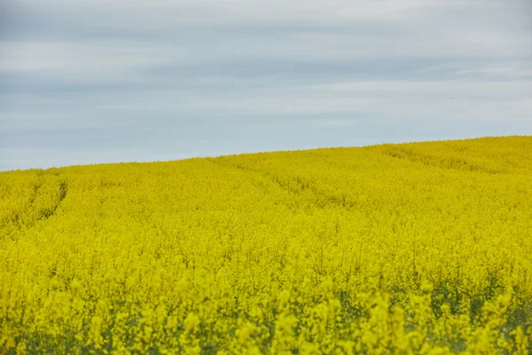Řepkové pole se žlutými květy — Stock fotografie