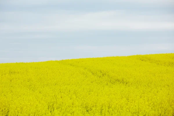 Αγρός ελαιοκράμβης με κίτρινα άνθη — Φωτογραφία Αρχείου