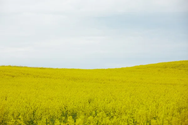 Rapsfeld mit gelben Blüten — Stockfoto