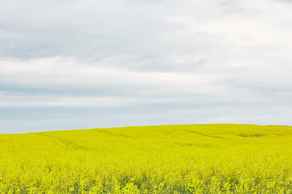 Rapsfeld mit gelben Blüten — Stockfoto