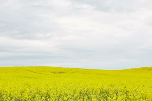 Rapsfeld mit gelben Blüten — Stockfoto