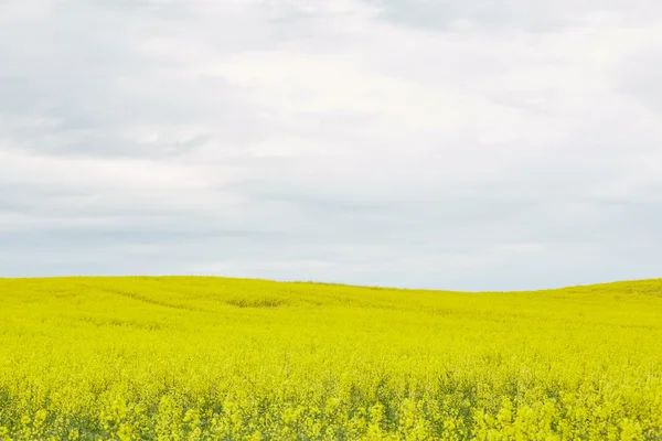 Campo de colza com flores amarelas — Fotografia de Stock