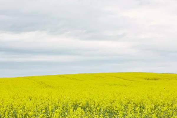 Рапсовое поле с желтыми цветами — стоковое фото