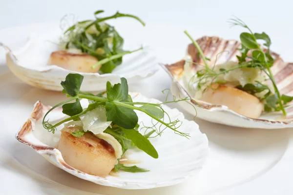 Scallops, onion fennel, herbs — Stock Photo, Image