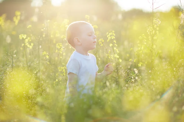 Băiat în luncă de vară înfloritoare — Fotografie, imagine de stoc