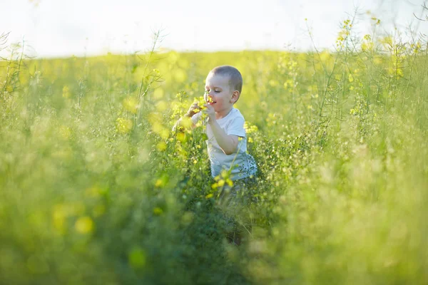 Pojken i blommande sommar äng — Stockfoto