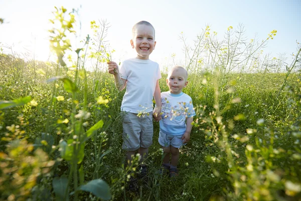 Маленькие мальчики на цветущем лугу — стоковое фото