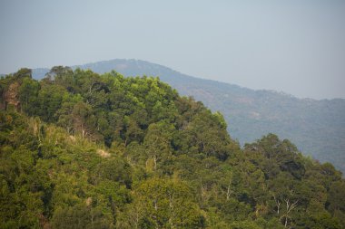 dağ yamacındaki ağaçlar