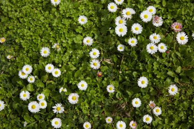 papatyalar İspanya çayırda