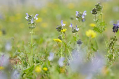 Sarı ve mor çayır çiçekler
